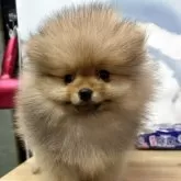 ポメラニアン