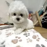 ビションフリーゼ【愛知県・男の子・2025年9月14日・ホワイト】の写真3