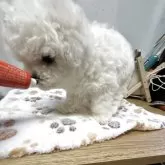 ビションフリーゼ【愛知県・男の子・2025年9月19日・ホワイト】の写真4