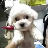 ビションフリーゼ【愛知県・女の子・2025年10月3日・ホワイト】の写真5