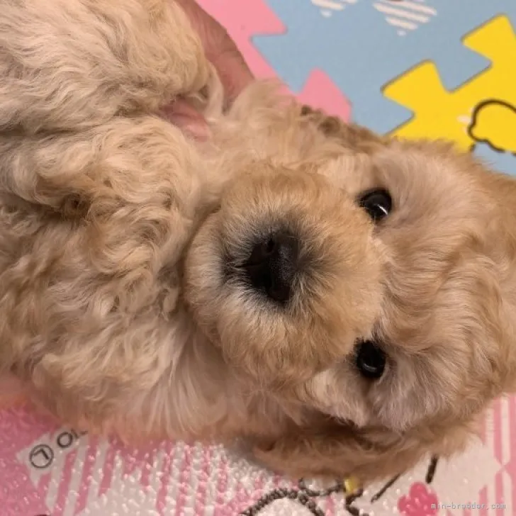 ID：2305-00389の子犬