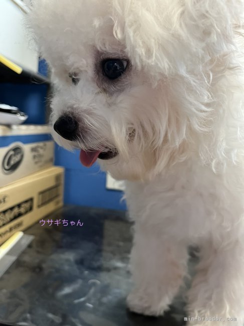 ビションフリーゼ【・女の子・2023年12月23日・ホワイト】