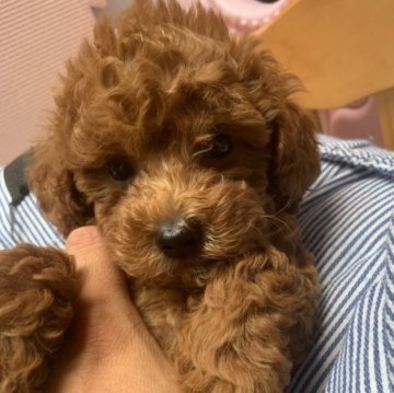 トイプードル(タイニー)【愛知県・男の子・2023年6月10日・レッド】の写真「綺麗な顔、毛量が多くて遊び大好きです。」