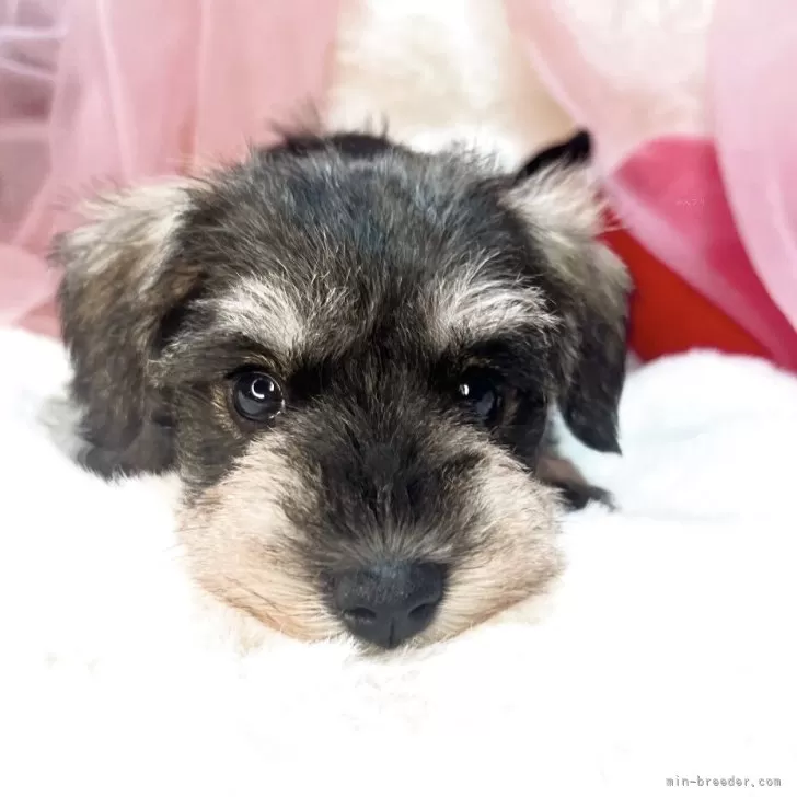 ID：2503-05877の子犬