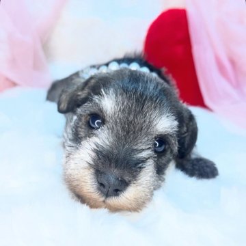 ミニチュアシュナウザー【茨城県・女の子・2025年10月11日・ソルト&ペッパー】の写真「激かわミニチュアシュナウザーのレッドちゃん❤️」