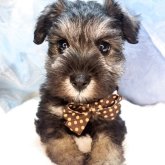 ミニチュアシュナウザー