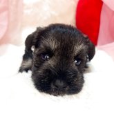 ミニチュアシュナウザー