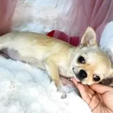 チワワ(スムース)