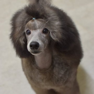 ミニチュアプードル【福島県・男の子・2025年5月16日・グレー】の写真「綺麗なお顔💕」