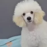 ミニチュアプードル