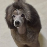 ミニチュアプードル