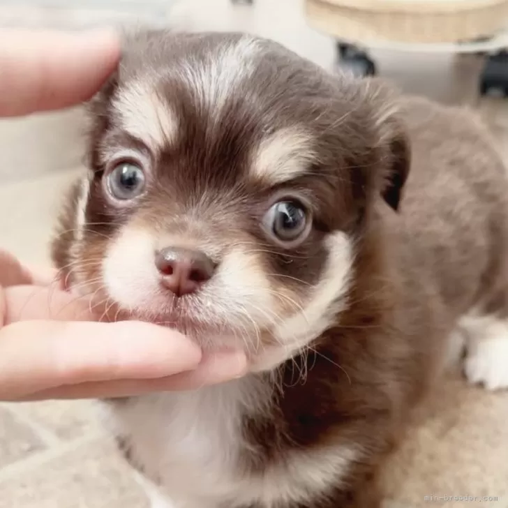 ID：2506-07721の子犬