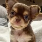 チワワ(ロング)