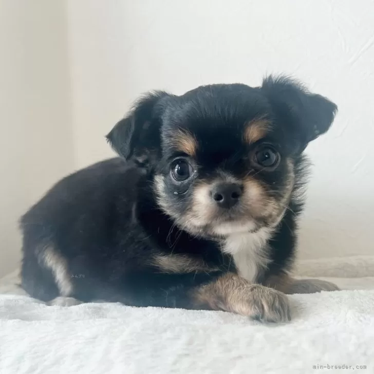 ID：2407-05935の子犬