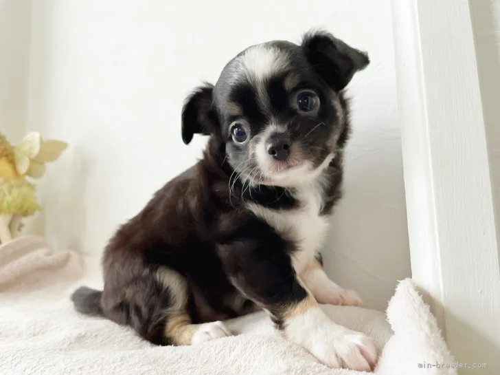 ID:2204-02214の子犬