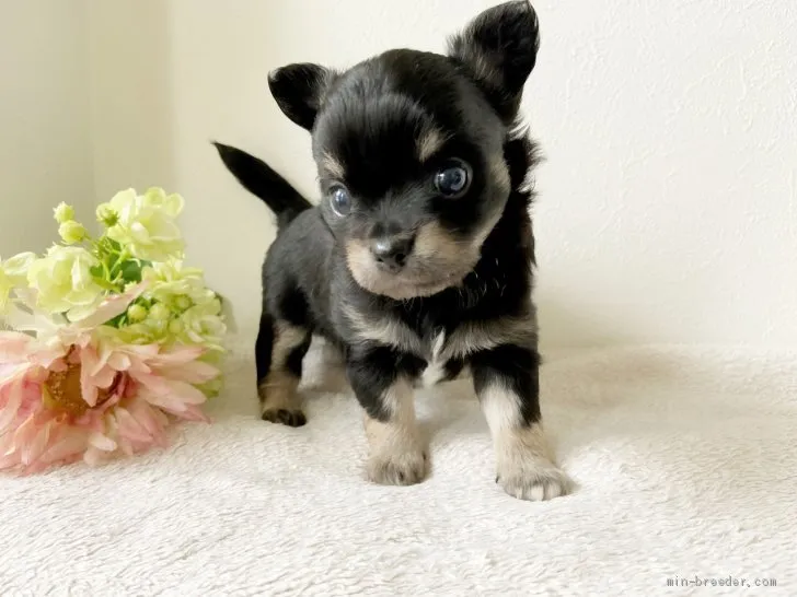 ID：2006-00353の子犬