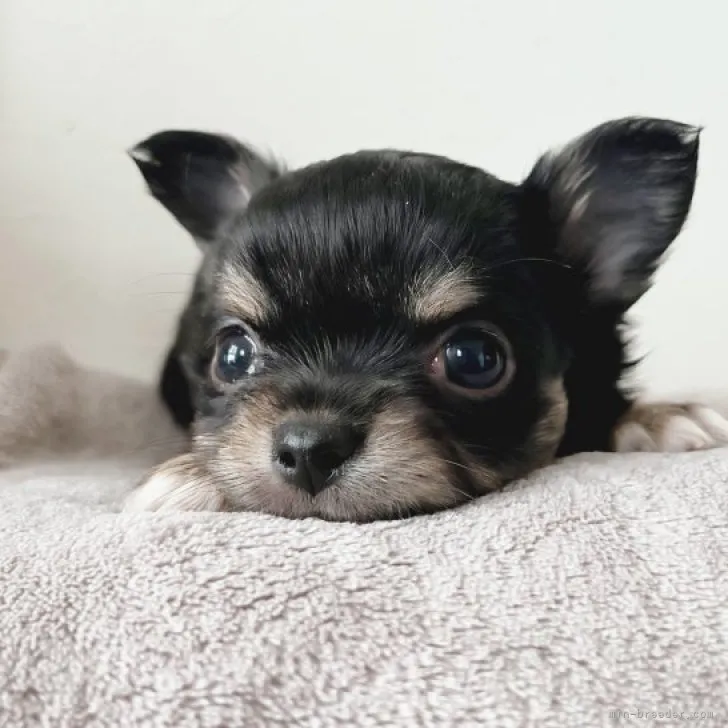 ID:2301-01882の子犬