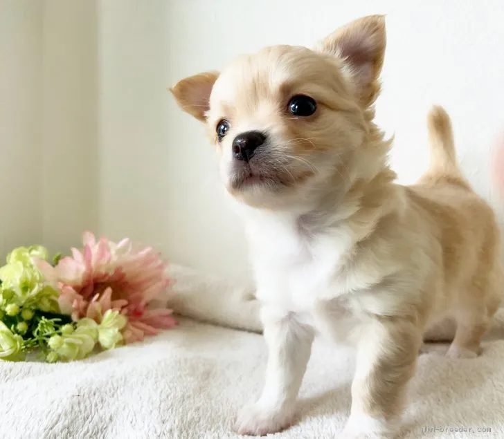 ID:2003-03276の子犬