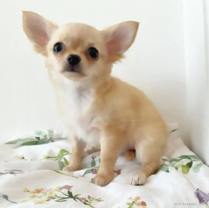 ID:2208-00138の子犬