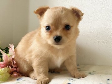 チワワ(ロング)【千葉県・男の子・2021年5月21日・レッド】の写真「両親PRAクリア！」
