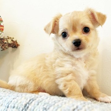 チワワ(ロング)【千葉県・男の子・2022年11月28日・フォーン&ホワイト】の写真「可愛い男の子♡両親遺伝子検査クリア♪」