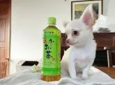 チワワ(ロング)【千葉県・女の子・2022年5月7日・クリーム&ホワイト】の写真3「お耳ぴん！」
