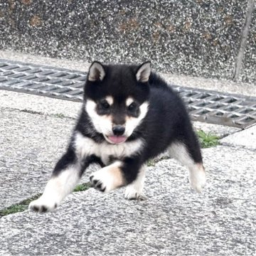 柴犬(豆柴)【和歌山県・男の子・2025年2月9日・黒】の写真「kcジャパン両親豆柴チャンピオン直子‼️」