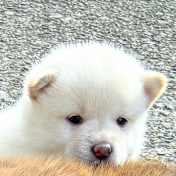 柴犬(豆柴)【和歌山県・女の子・2025年2月9日・白】の写真「両親豆柴チャンピオン‼️」