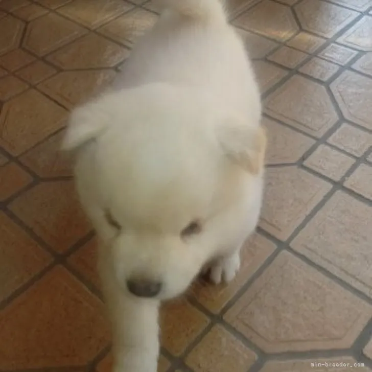 ID:2305-00768の子犬