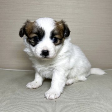 パピヨン【茨城県・女の子・2025年10月27日・ホワイト&ブラウン】の写真「かわいいです」