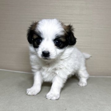 パピヨン【茨城県・女の子・2025年10月27日・ホワイト&ブラウン】の写真「かわいいです」