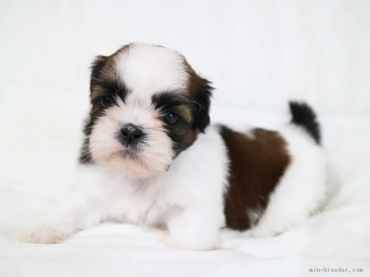 ID：1902-00877の子犬