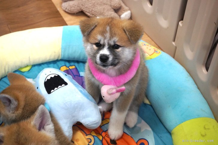 金子初美ブリーダーのブログ：TV撮影