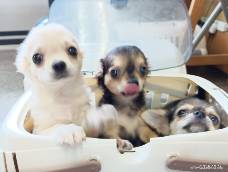 土屋弘美ブリーダーのブログ：みんなで動物病院へきました。(⁠人⁠ ⁠•͈⁠ᴗ⁠•͈⁠)