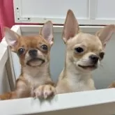 チワワ(スムース)【千葉県・男の子・2025年2月28日・レッド】の写真2