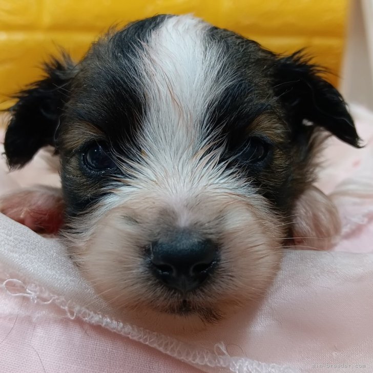 ブリーダー画像