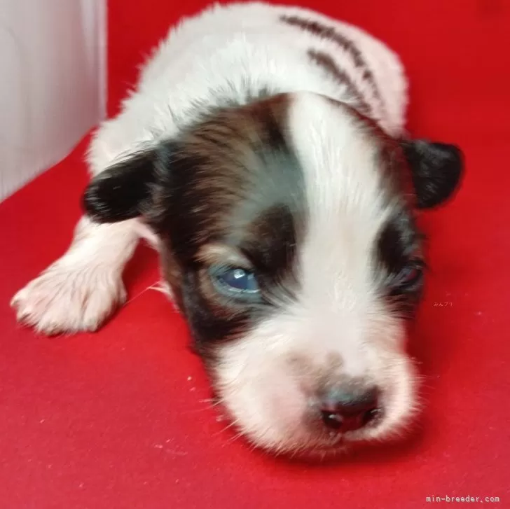 パピヨン【千葉県・男の子・2025年10月28日・レッドセーブル&amp;ホワイト】の写真1