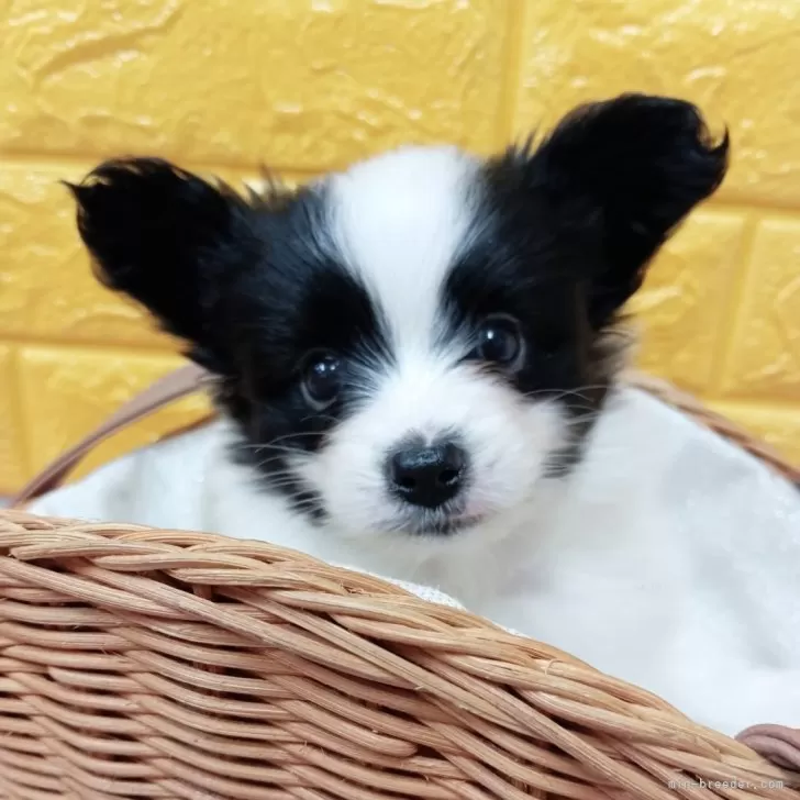 ID：2503-01866の子犬