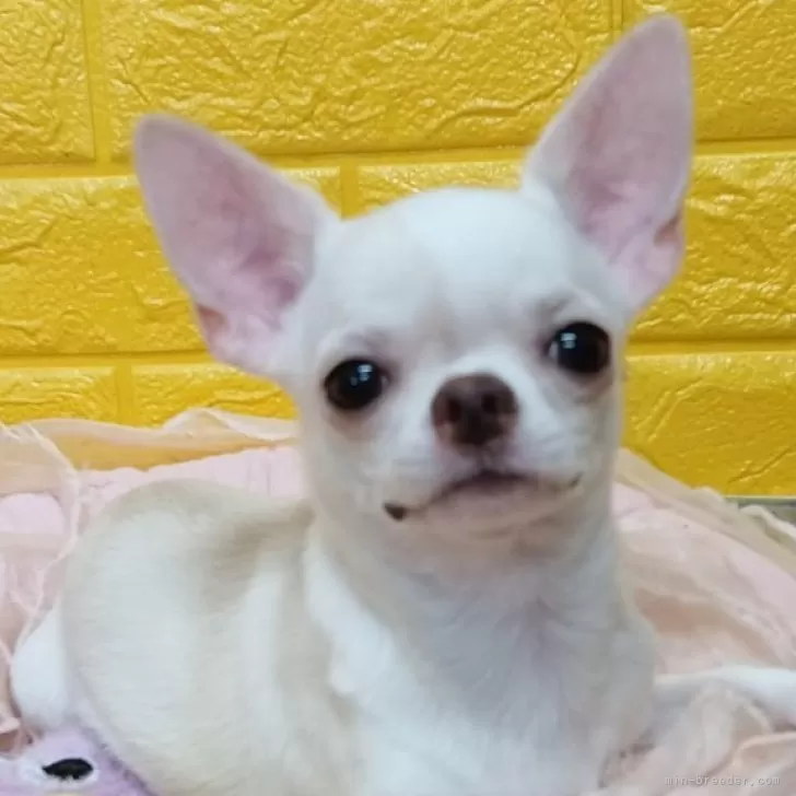 M.S 様のお迎えした子犬