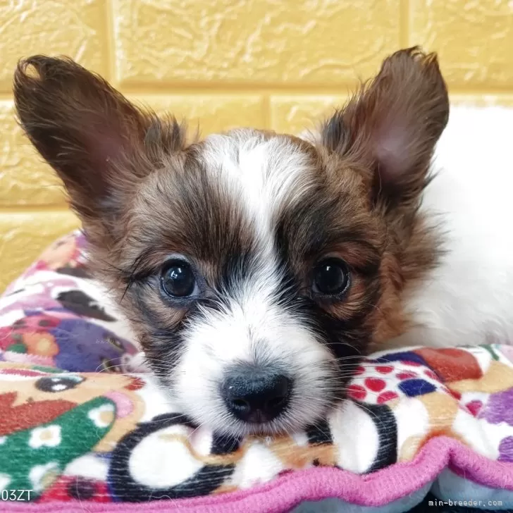 ID：2504-01890の子犬