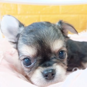 チワワ(ロング)【千葉県・男の子・2025年10月9日・トライカラー✨️】の写真「🍀事情がございます。本当に可愛い💕王子様🌷」