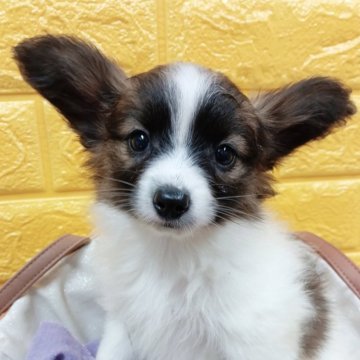 パピヨン【千葉県・女の子・2025年8月19日・レッドセーブル★】の写真「みんぶり価格✨️可愛くて綺麗な姫様♡」