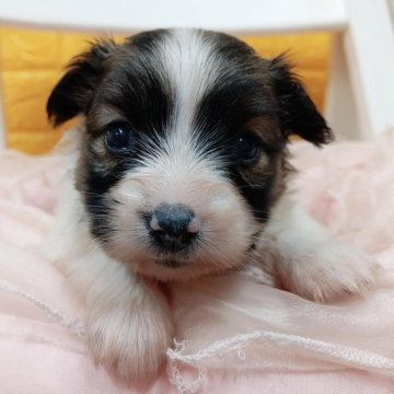 パピヨン【千葉県・女の子・2025年10月28日・レッドセーブル&ホワイト】の写真「可愛い♡美ベビー♡✨️」