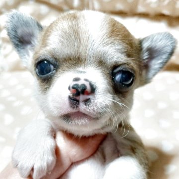 チワワ(スムース)【千葉県・男の子・2025年10月12日・レッド&ホワイト】の写真「✨️みんぶり限定♡価格♡かわい♡綺麗なプリンス✨️」