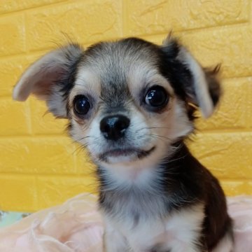 チワワ(ロング)【千葉県・男の子・2025年7月22日・トライカラー】の写真「みんぶり限定特別価格✨️みんなのアイドル✨️」