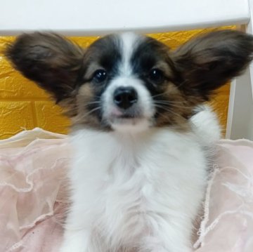 パピヨン【千葉県・女の子・2025年8月19日・レッドセーブル】の写真「みんぶり限定価格✨️可愛くて綺麗な姫様✨️💕」