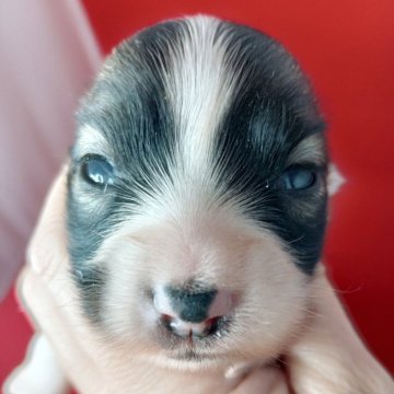 パピヨン【千葉県・女の子・2025年10月28日・レッドセーブル&ホワイト】の写真「可愛い♡美ベビー♡」