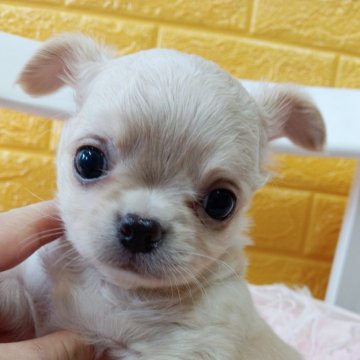 チワワ(ロング)【千葉県・男の子・2025年10月9日・クリーム★】の写真「可愛い❤綺麗なプリンス✨️✨️」