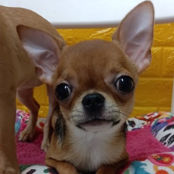 チワワ(スムース)【千葉県・男の子・2025年2月28日・レッド★】の写真「みんぶり価格★♡かわい🐶美形のいおくん」