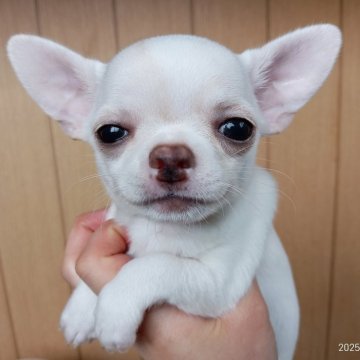 チワワ(スムース)【千葉県・女の子・2025年6月15日・クリーム】の写真「みんぶり価格🌷可愛いお姫様🌷穏やかで明るい」
